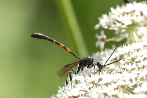 Gasteruption sp.